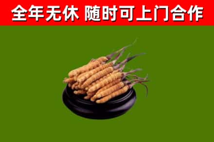 广信回收散虫草