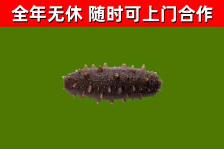 广信回收海参干